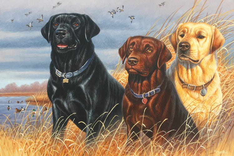 Labs by Cynthie Fisher wall art
