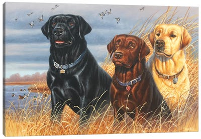 Labs Canvas Art Print - Labrador Retriever Art