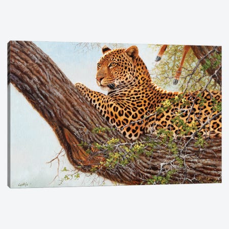 Leopard In Tree Canvas Print #CYT117} by Cynthie Fisher Canvas Print