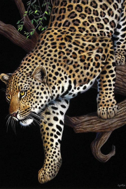 Leopard In Tree