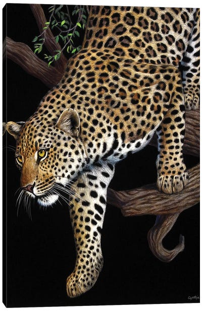 Leopard In Tree Canvas Art Print - Cynthie Fisher