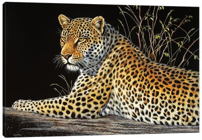 Leopard On Rock Canvas Art Print