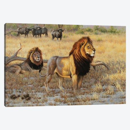 Lions And Bufs Canvas Print #CYT128} by Cynthie Fisher Canvas Art Print