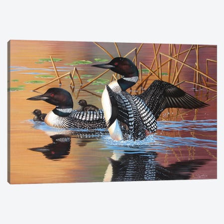 Loon Family Canvas Print #CYT129} by Cynthie Fisher Canvas Print