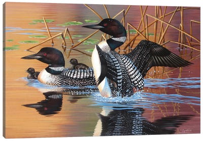 Loon Family Canvas Art Print - Duck Art