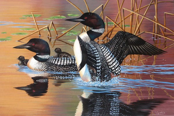 Ducks: Loon Family by Cynthie Fisher