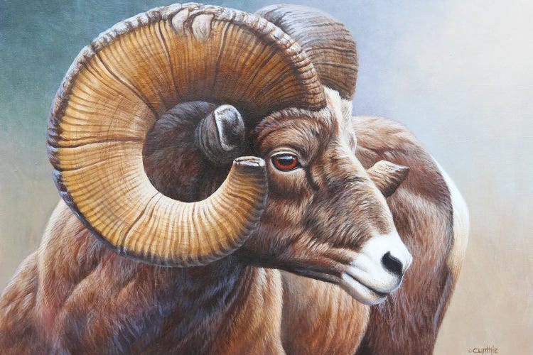 Bighorn by Cynthie Fisher wall art