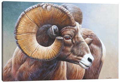 Bighorn Canvas Art Print - Rams