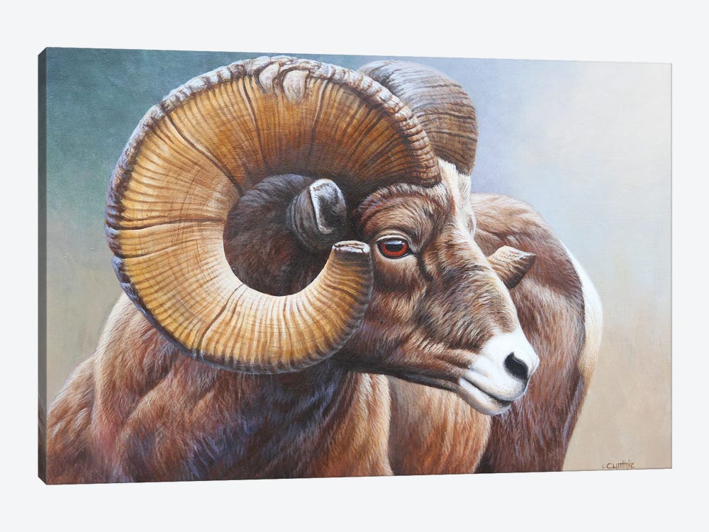 Bighorn by Cynthie Fisher 1-piece Canvas Print