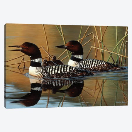 Loons And Chick Canvas Print #CYT131} by Cynthie Fisher Canvas Art