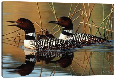 Loons And Chick Canvas Art Print