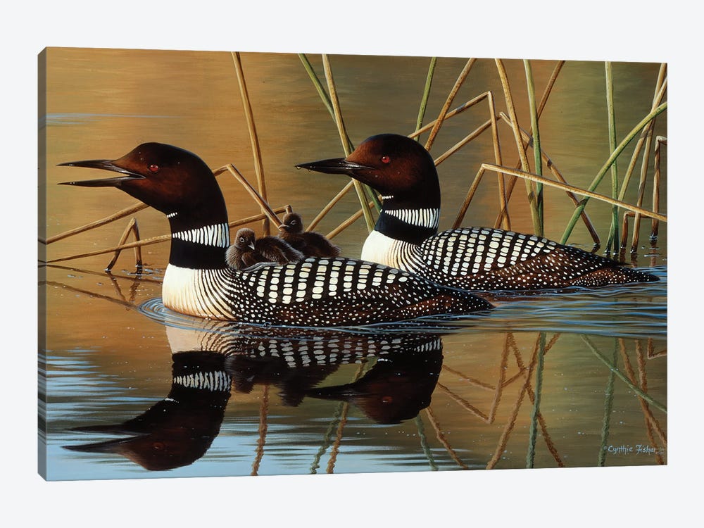Loons And Chick by Cynthie Fisher 1-piece Canvas Art
