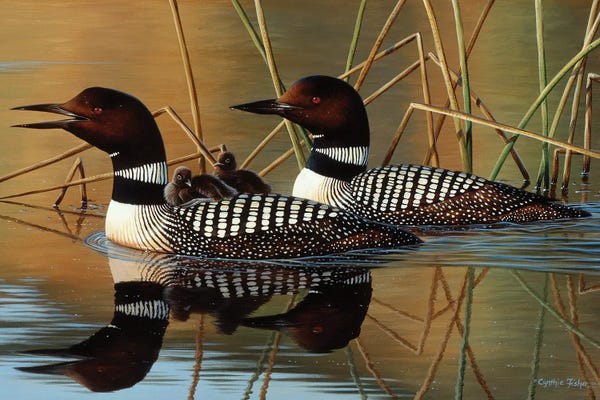 Loons And Chick