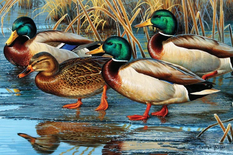 Mallards Early Ice