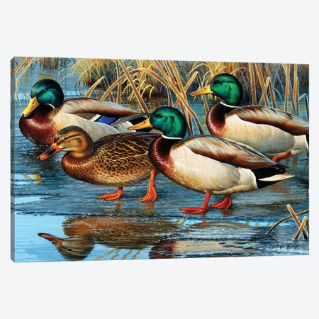 Mallards Early Ice Canvas Print #CYT134} by Cynthie Fisher Canvas Print