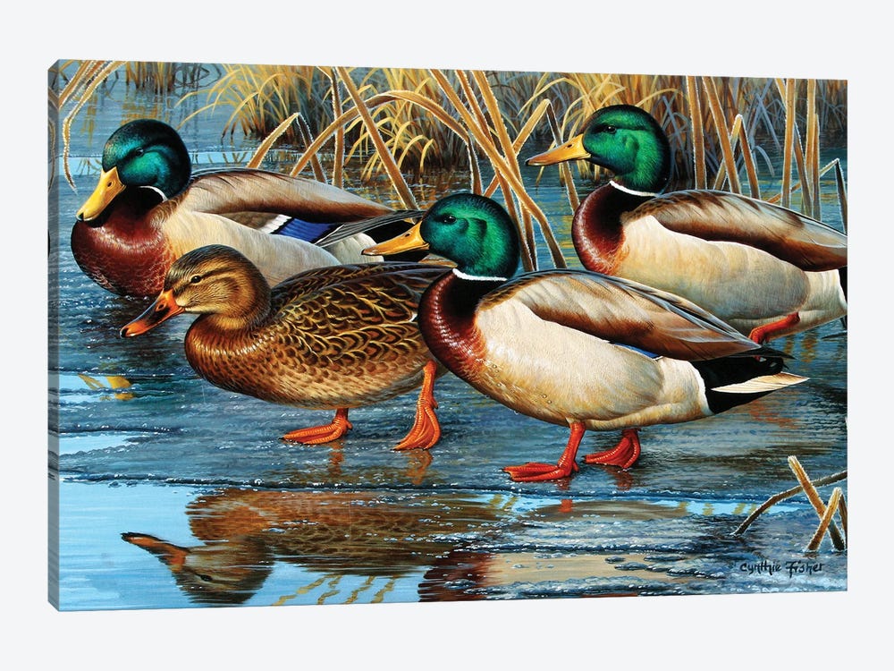 Mallards Early Ice by Cynthie Fisher 1-piece Canvas Print
