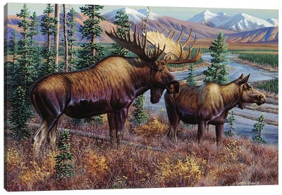 Moose Canvas Art Print - Cynthie Fisher