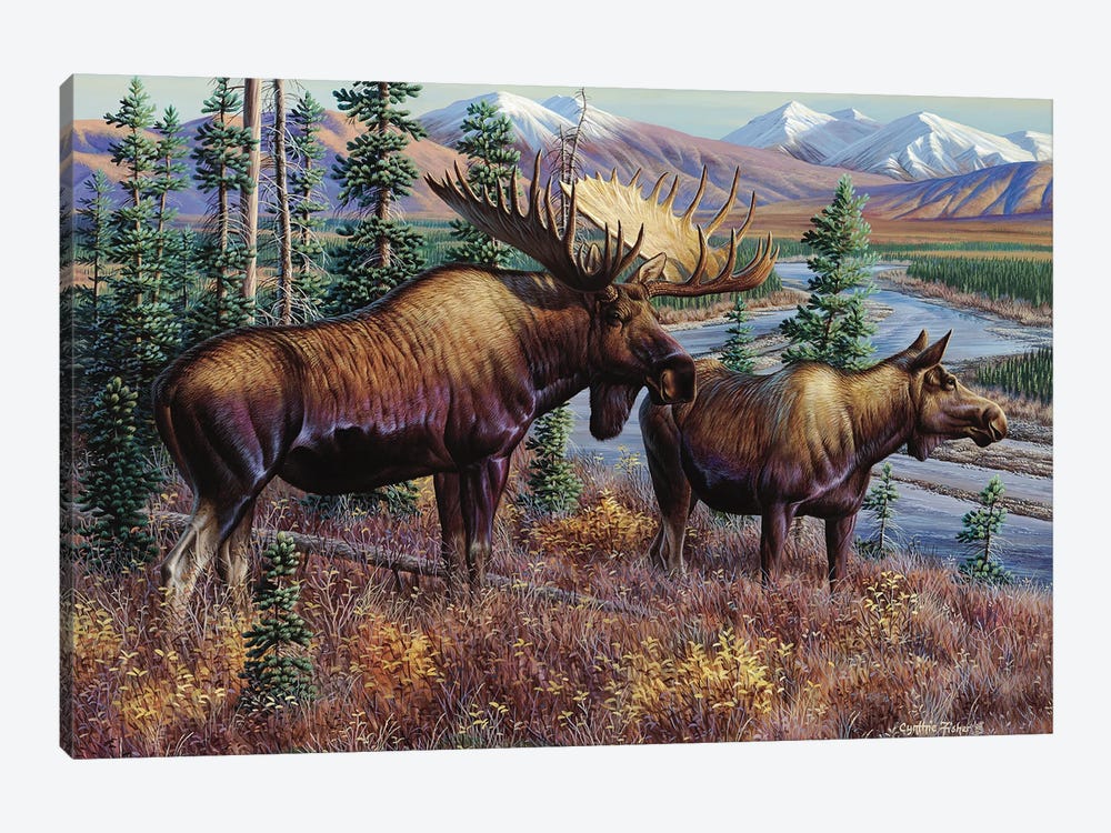 Moose by Cynthie Fisher 1-piece Canvas Print