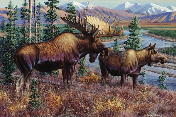 Moose: Moose by Cynthie Fisher
