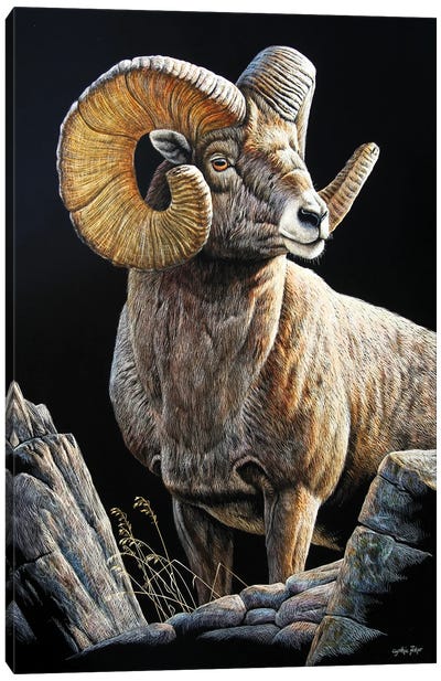 Bighorn Sb Canvas Art Print - Sheep Art