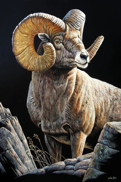 Sheep: Bighorn Sb by Cynthie Fisher