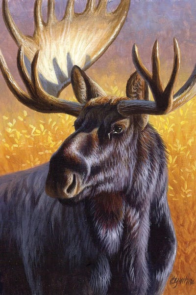 Moose Portrait by Cynthie Fisher framed canvas print