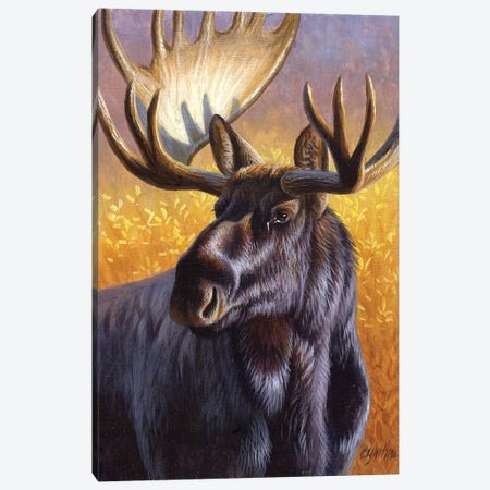 Moose Portrait Canvas Print #CYT140} by Cynthie Fisher Art Print