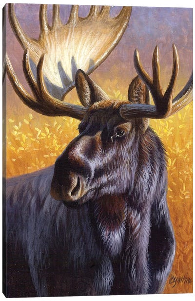 Moose Portrait Canvas Art Print - Moose Art