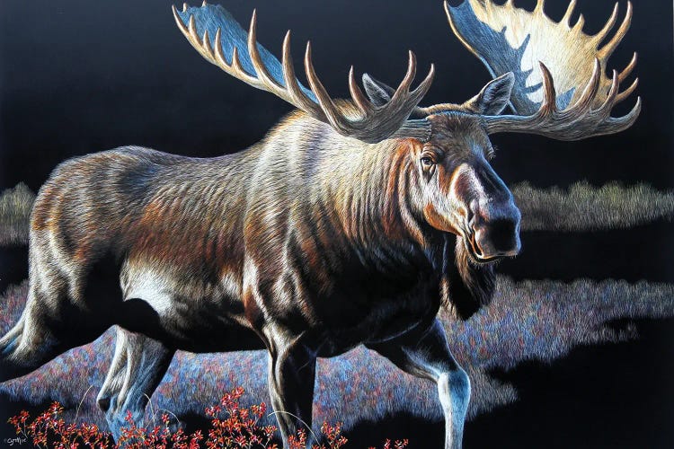 Moose Sb by Cynthie Fisher wall art