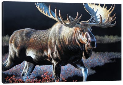 Moose Sb Canvas Art Print - Moose Art