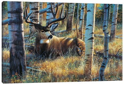 Mule Deer Seista Canvas Art Print - Cynthie Fisher