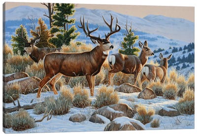 Mule Deer Snow Canvas Art Print - Deer Art