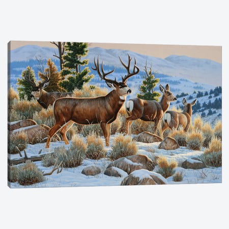Mule Deer Snow Canvas Print #CYT145} by Cynthie Fisher Canvas Artwork