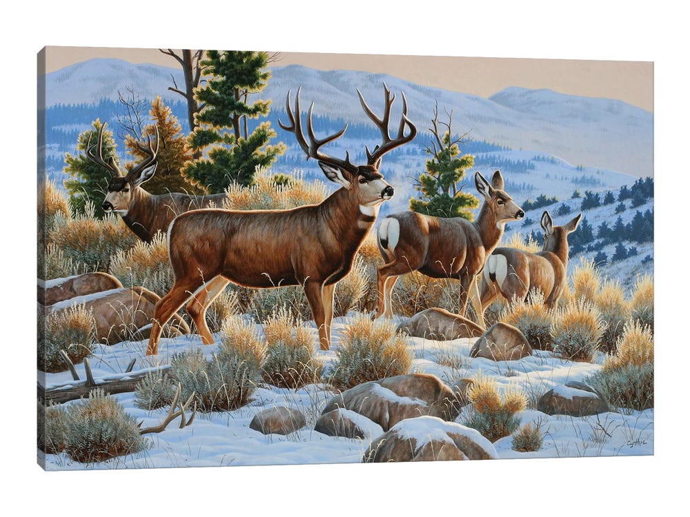 Mule Deer Snow Canvas Wall Art by Cynthie Fisher