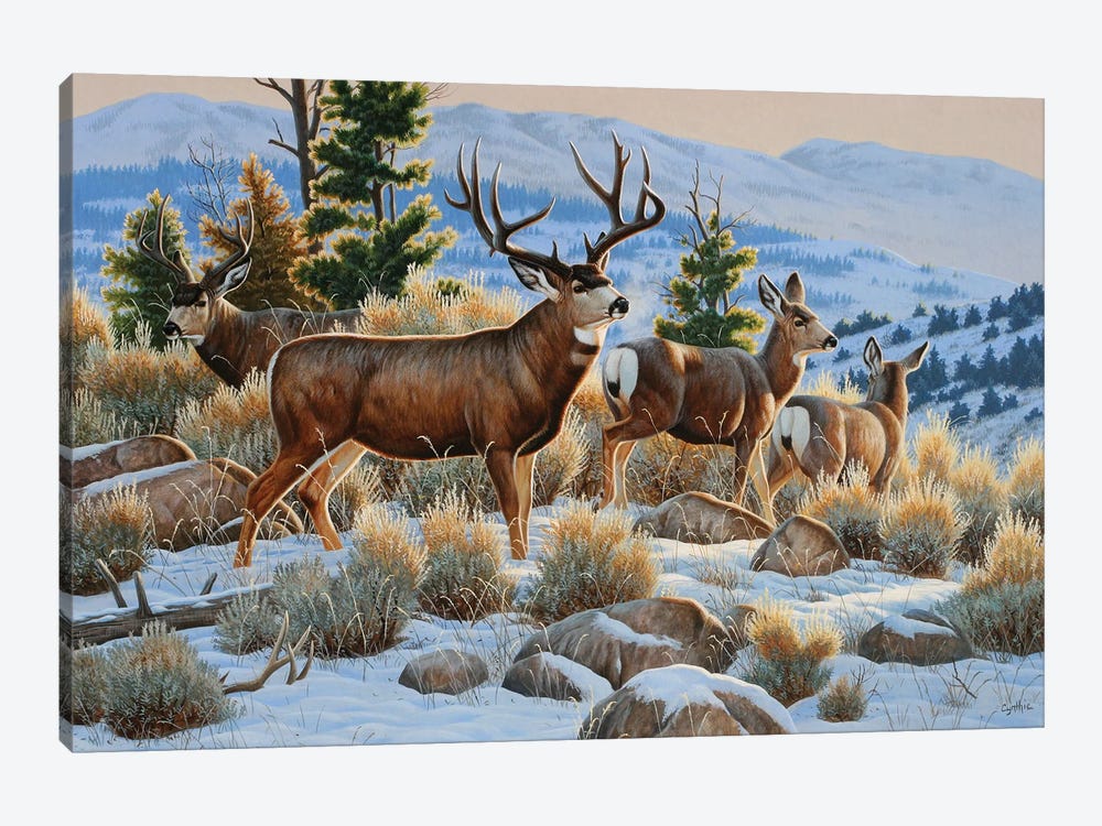 Mule Deer Snow by Cynthie Fisher 1-piece Canvas Art Print