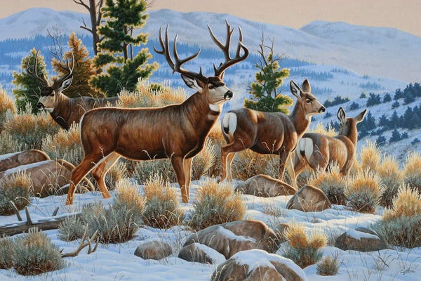 Deer: Mule Deer Snow by Cynthie Fisher
