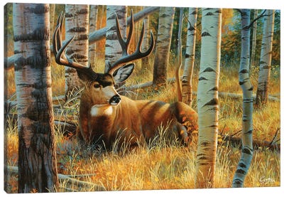 Muledeer Canvas Art Print - Deer Art