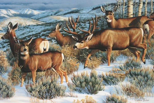 Deer: Muledeer Ladies Man by Cynthie Fisher