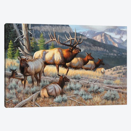 New Elk Canvas Print #CYT149} by Cynthie Fisher Canvas Art Print