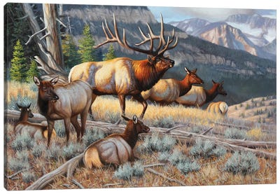 New Elk Canvas Art Print