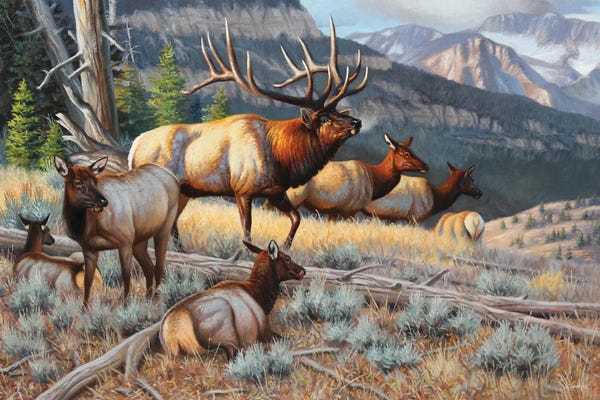 Deer: New Elk by Cynthie Fisher