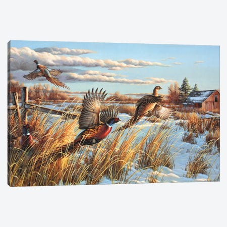 Pheasants Farm Canvas Print #CYT151} by Cynthie Fisher Canvas Artwork