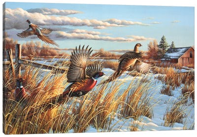 Pheasants Farm Canvas Art Print - Country Art