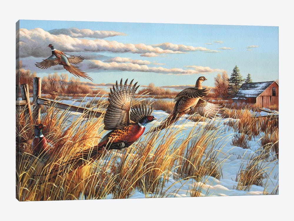 Pheasants Farm by Cynthie Fisher 1-piece Canvas Art