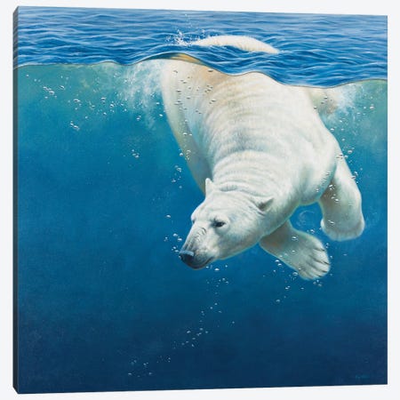 Polar Bear Canvas Print #CYT154} by Cynthie Fisher Canvas Print