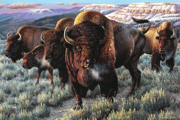 Bison & Buffaloes: Prairie Thunder by Cynthie Fisher
