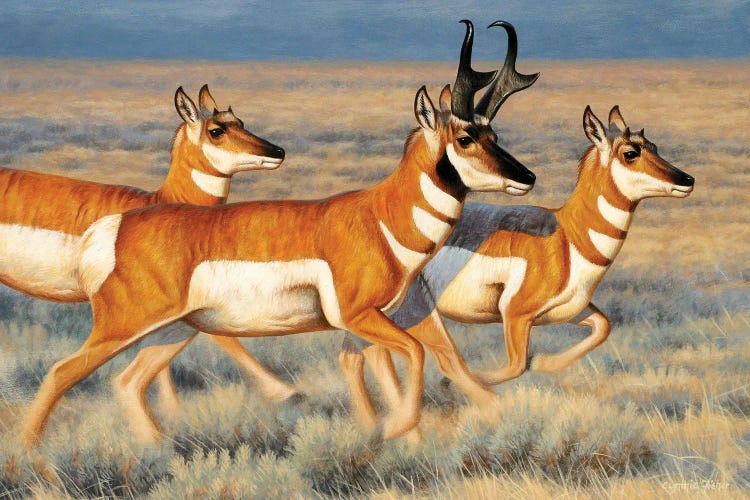 Pronghorns Running