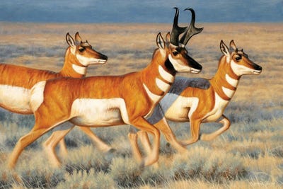 Pronghorns