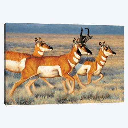 Pronghorns Running Canvas Print #CYT159} by Cynthie Fisher Canvas Artwork