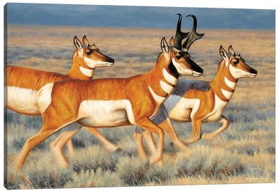 Pronghorns Running Canvas Art Print - Antelope Art